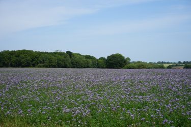 A field of purple flowers on the Sotterley Estate in Suffolk
